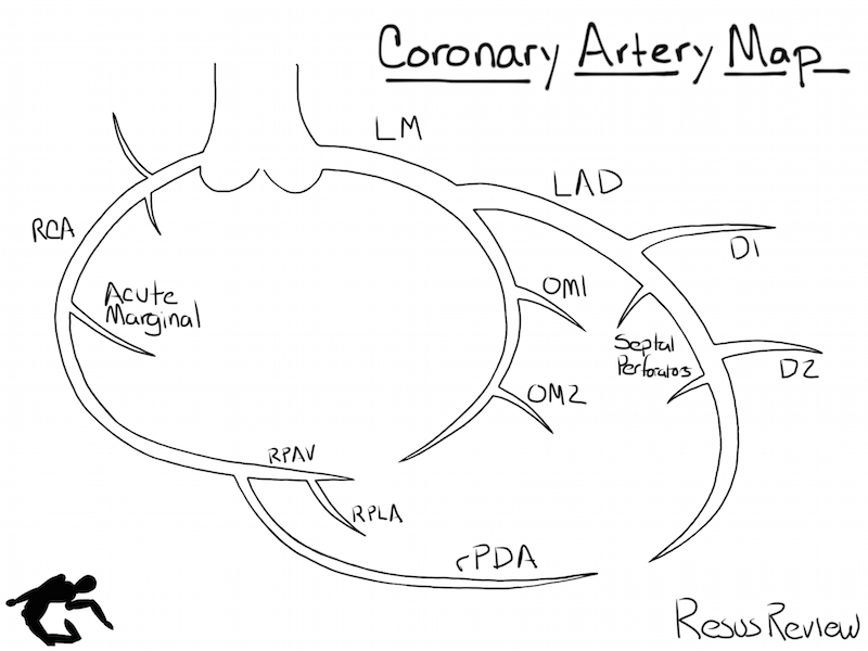 Coronary-Artery-Diagram