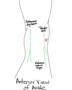 Procedures.Diagram_Anterior_View_of_Ankle